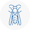 Ormskirk Wasp Nest Removal